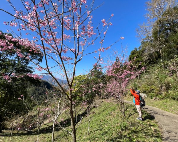 復興鄉悠然秘境櫻花🌸林野餐🧺2722973