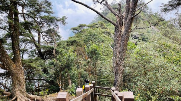 1101105內鳥嘴山.北得拉曼巨木1504318