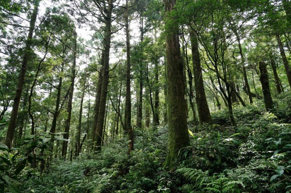 新北 烏來 下阿玉山2821608