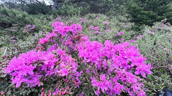 風雨中完成合歡北峰登頂2515338