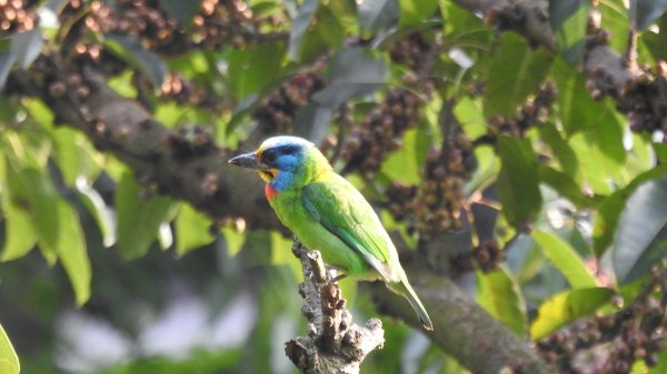 陽明山趴趴走 #琉璃光雲海 ，首拍 #綠鳩 4/272770729