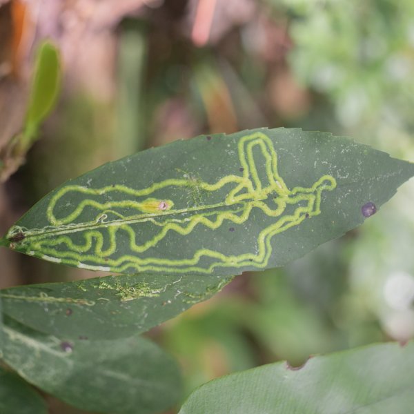 闊瀨古道-沿北勢溪谷而行的夏末之旅（淡蘭古道）2287591