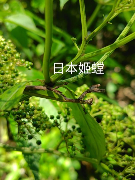 西阿里關山2823102