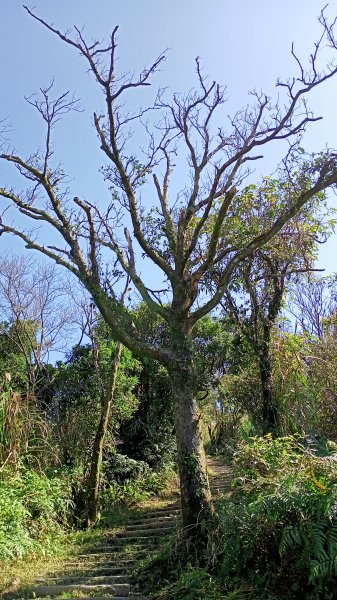 【基隆-臺灣百大步道】姜子寮山和泰安瀑布1268268