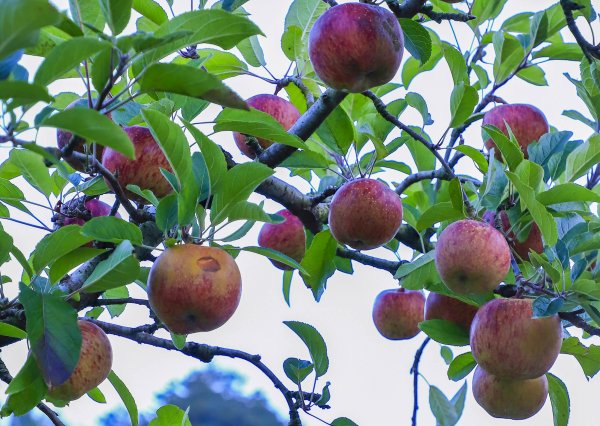 秋遊福壽山順走合歡溪步道690351