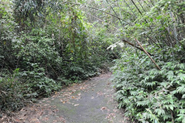 [一等衛星控制點巡禮] 2013_0819_馬那邦山(苗栗縣)2169815