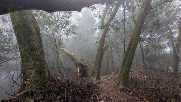 橫龍山、橫龍古道2682954