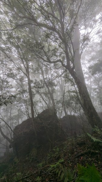 113.06.01魯壁山-東穗山之旅2529892