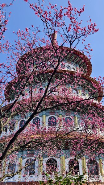 追花是簡單的快樂，賞花是恬淡的幸褔 2/112710556