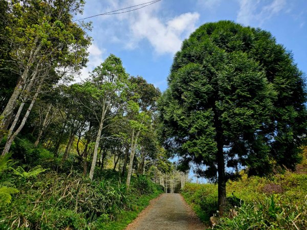 溪頭四秀 - 南投縣鹿谷鄉3023276