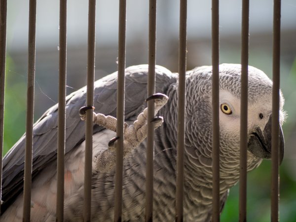 鳳凰谷鳥園2961130