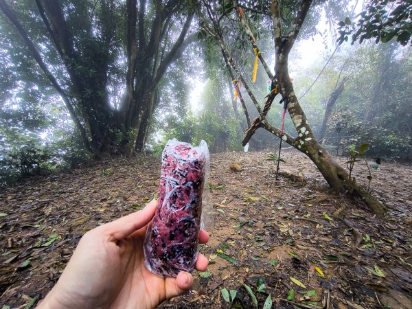 2025-03-08 汶水三山：金童山、汶水山、玉女山 連走2736554