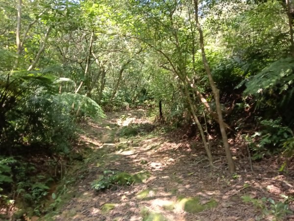 內湖區大丘田保甲路+開眼山+白石湖山+白石湖山東峰+大邱田山+消防山O型2858897