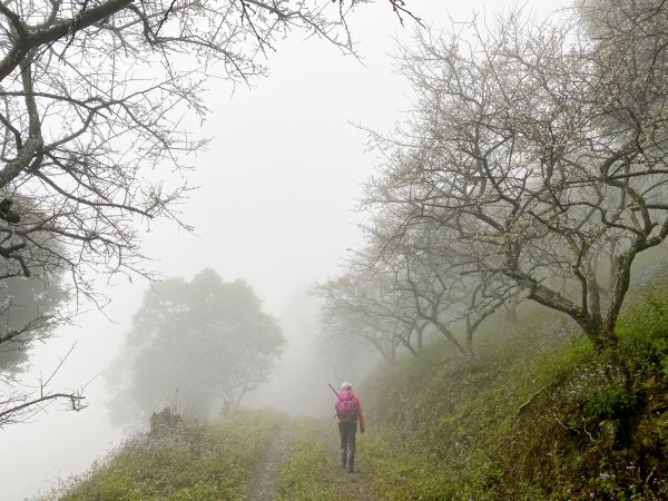 霧雨濛濛南橫玉穗山行 2021181233427