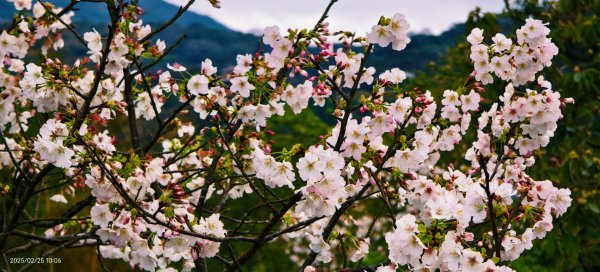 追花是簡單的快樂，賞花是恬淡的幸褔 2/252720104