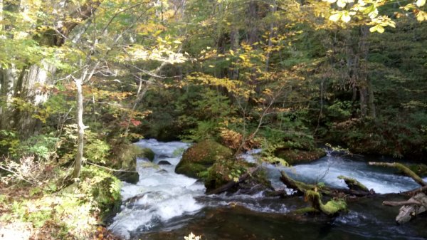 奧入瀨溪健行444365