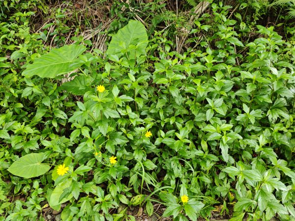 [霄裡好風光，運動樂悠遊！-6/10] 2025_0608 大湳森林公園2808224