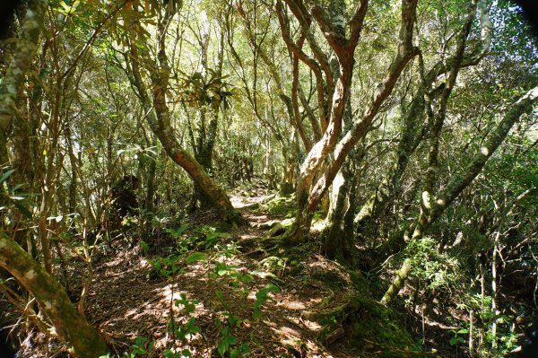 新竹 尖石 屯野生台山、石麻達山、錦屏山2904279