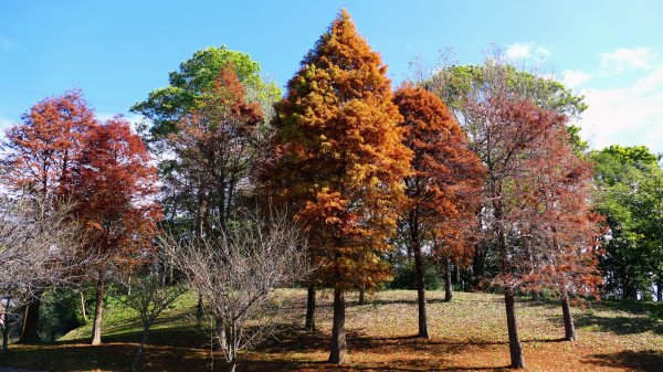 長庚養生村落羽松2682058