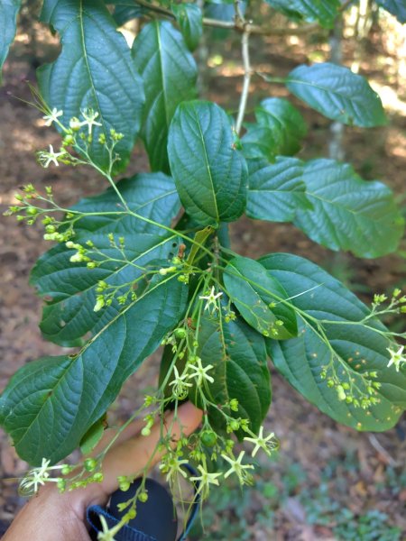關頭山 舊武界越山 巴蘭山2892118