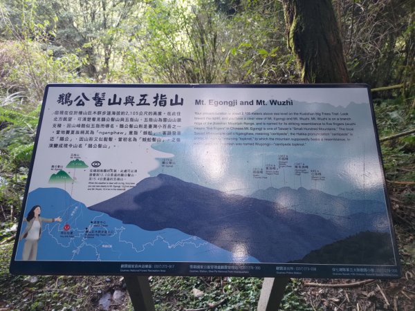 【新竹縣五峰鄉】檜山巨木森林步道2833708