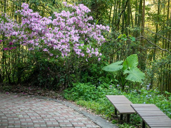 三民蝙輻洞2802480