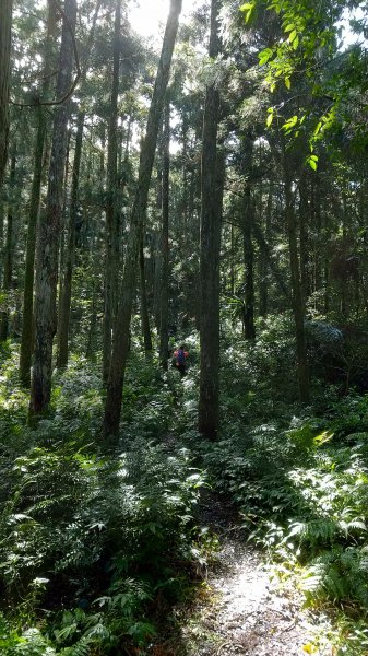 雲森瀑布 + 組合山 490670