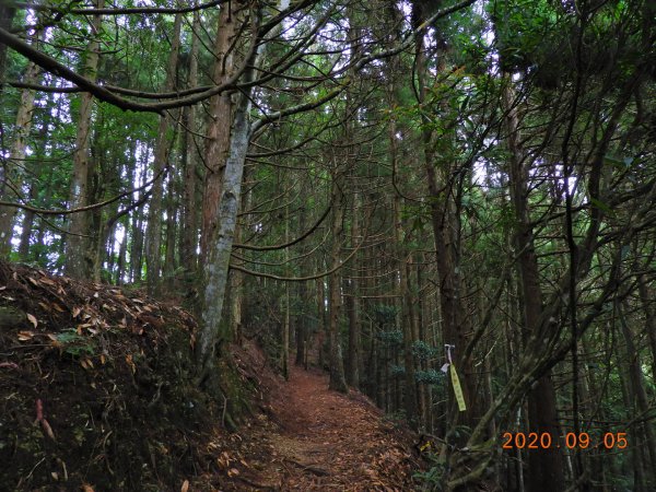 新竹 五峰 油羅山1088971