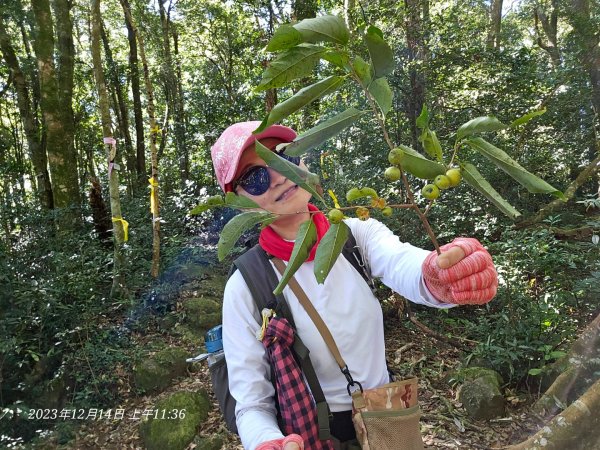 新竹尖石蓮包山+鴛鴦谷鰻潭瀑布O型走2379111