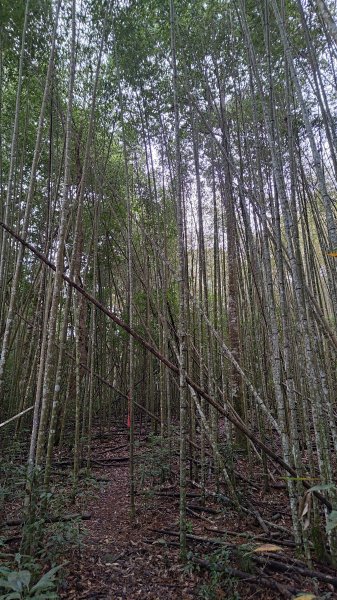 屯野生台山、石麻達山2993151