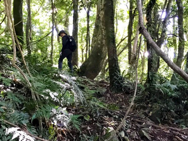 走進深山馬路邊的復興尖山642231