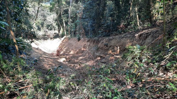 《南投》古道巡禮｜八通關古道社寮線蜈蚣崙段202511152937043