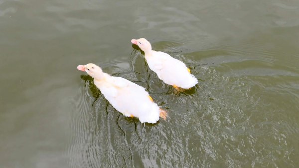 白石湖沒有百合花。晶片關稅2781553