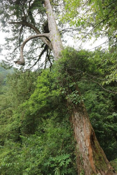 〔桃園復興〕拉拉山巨木，史詩級魔幻森林，75公頃紅檜 扁柏森林浴2236986