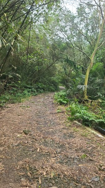 2025-01232淡蘭古道北二段(燦光寮古道到澳底)2696553