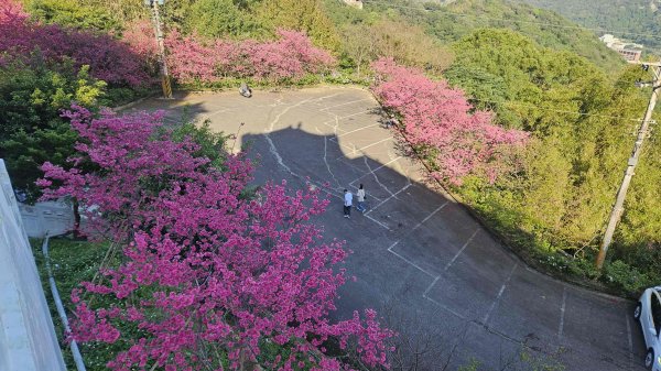 20260223石雲橋-元德寶宮賞櫻-大棟山3004785