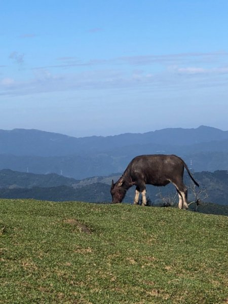 灣坑頭山草嶺古道線無敵山海美景510900