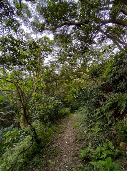 龜山大坑桐花步道-陳厝坑山O形904668