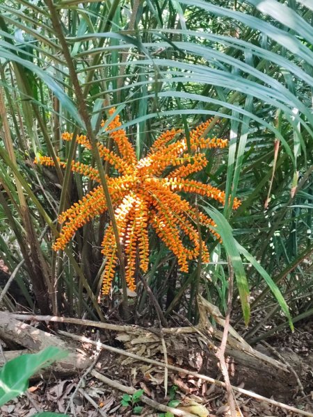 鳶山-小百岳#19-新北市三峽區2246877