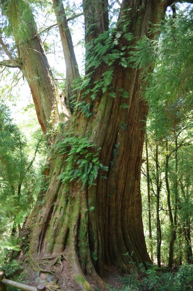 2013_0629_檜山巨木森林步道2174337