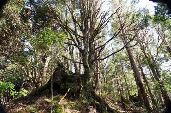 宜蘭 大同 三星山2890398