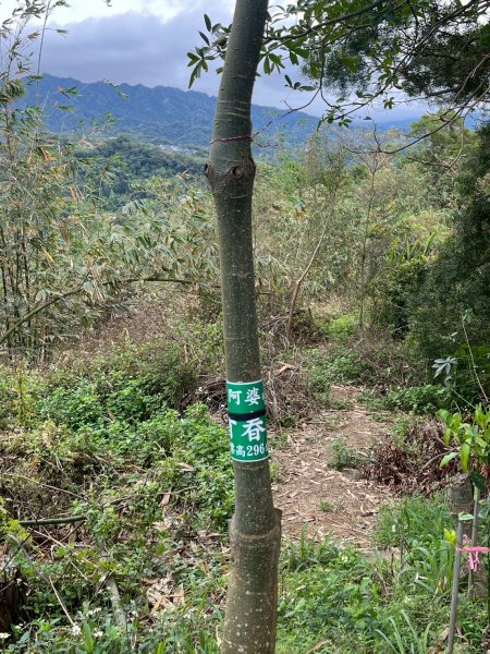 2025/3/16南觀音山2749047