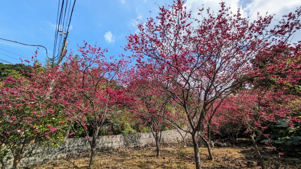 天元宮,楓樹湖,北新庄,淡水老街2430320