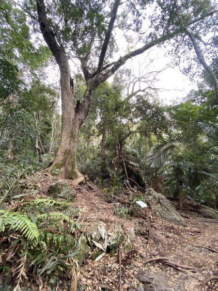 《雪山坑登山步道｜巨人之手森林秘境 Xueshankeng Hiking Trail & Giant2971087