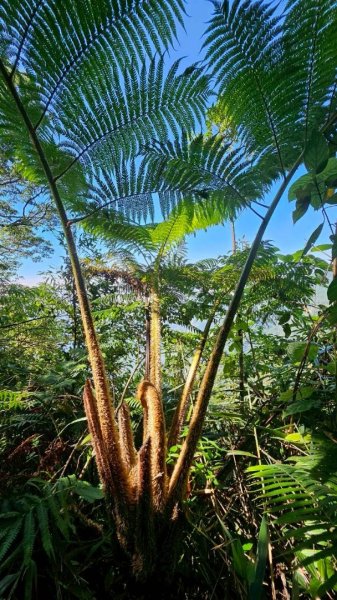 20251106北大武山步道☁️ 喜多麗雲海2931377