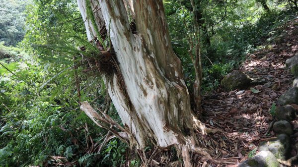 福山植物園登山健行趣(步道)2269400