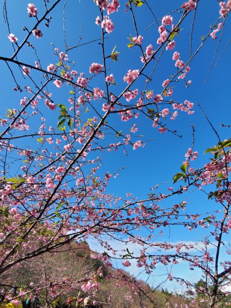 藤枝山+櫻花公園賞櫻花798358