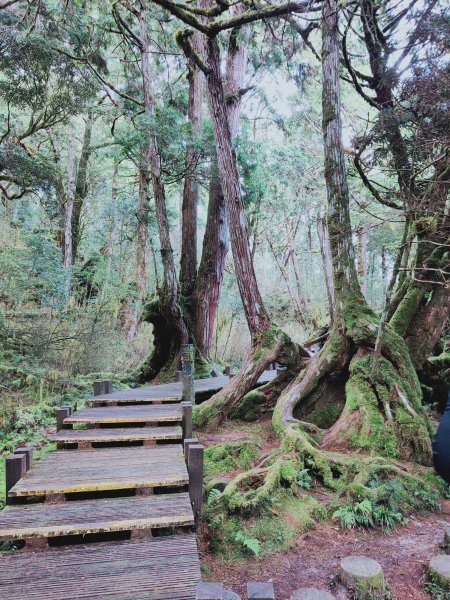 太平山檜木原始林步道1293031