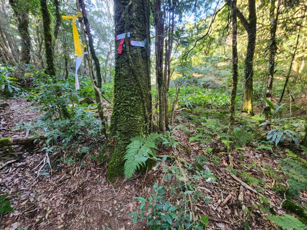 20260118騰龍山加里山O型2997510