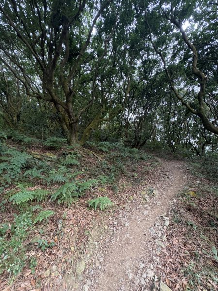 20251227尾寮山登山步道2970497